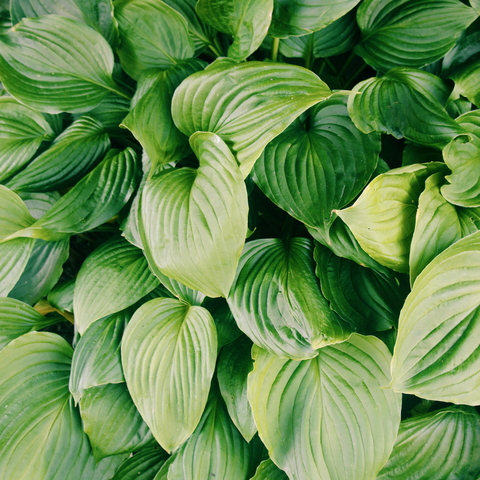 Video leaks thepierogiprincess