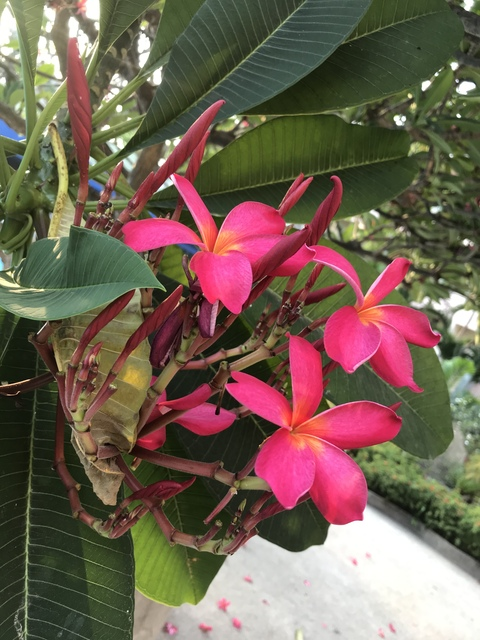 Video leaks tiffanyv