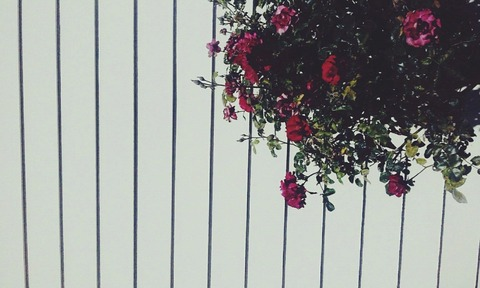 Video leaks tinybits