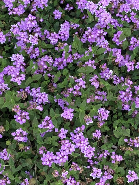 Video leaks toothfae