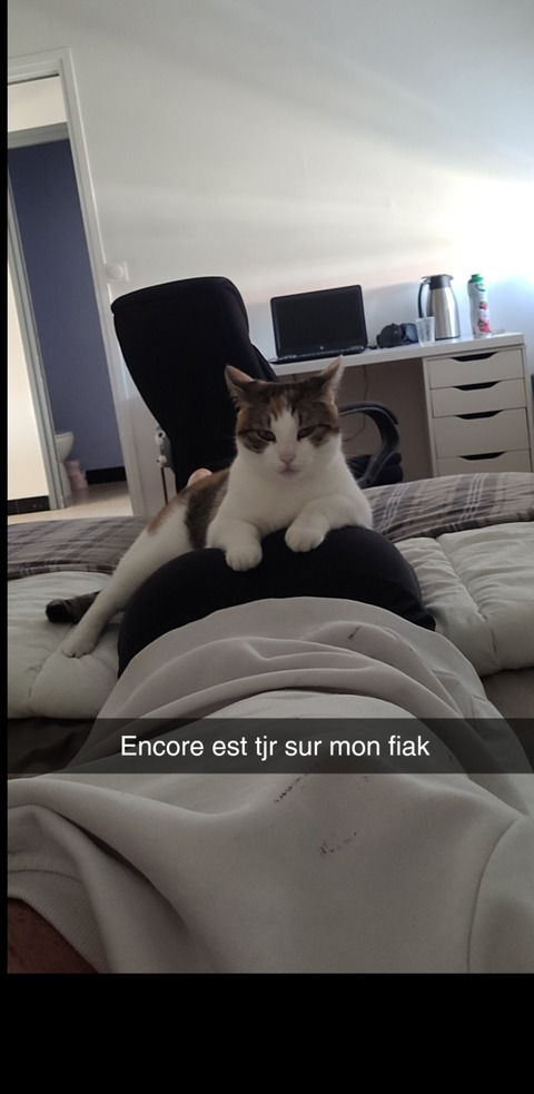 Video leaks totolebrow