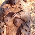 tyrannosaurus Profile Picture