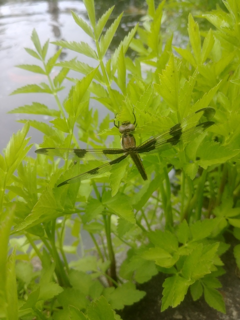 Video leaks u10135308