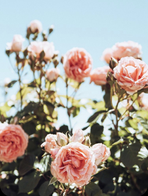 Video leaks u115017578