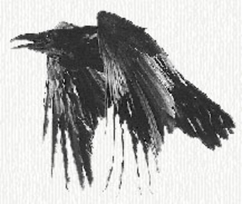 Video leaks u13067573