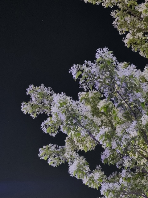 Video leaks u62776794