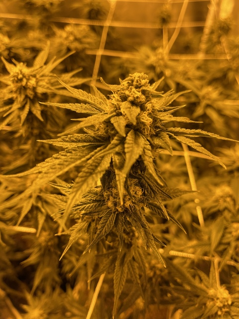 Video leaks uemi588luv