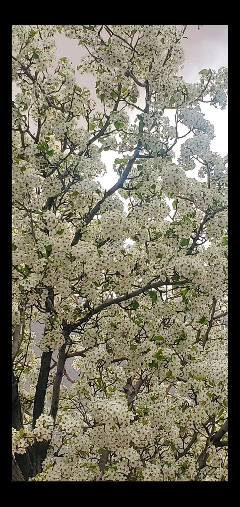 Video leaks veggiesaur67