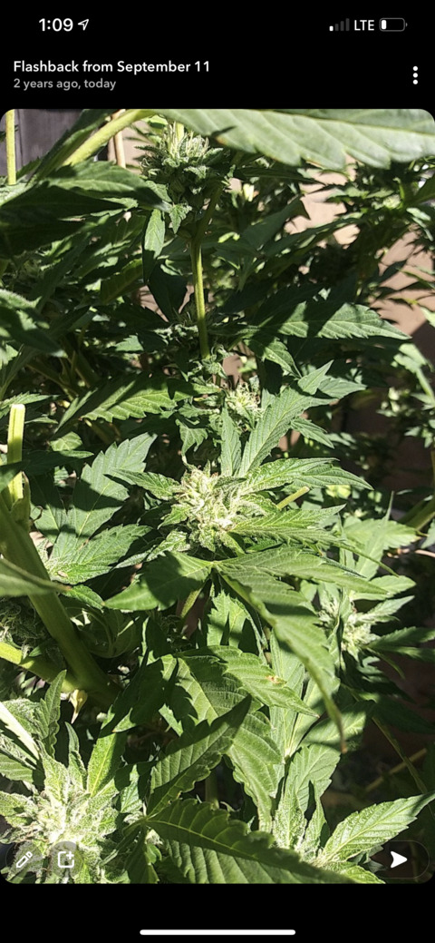 Video leaks vindeezill