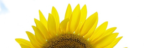 Video leaks violetsremains