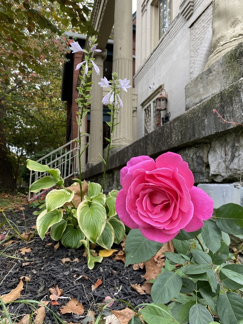 Video leaks vivelavivienne