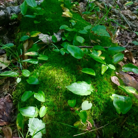 Video leaks vivian_gray