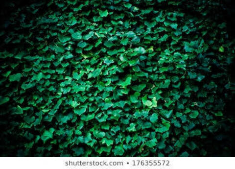 Video leaks vodurabbit