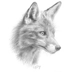wildxfox (WildxFox) OnlyFans Leaked Pictures and Videos 

 profile picture