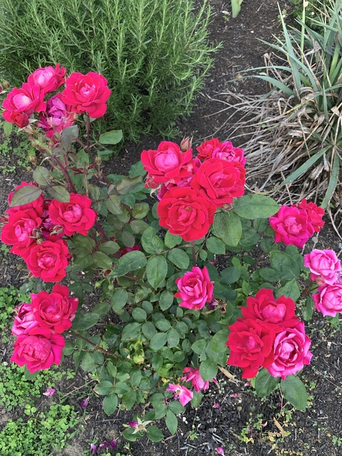 Video leaks wingardiumleveveosa