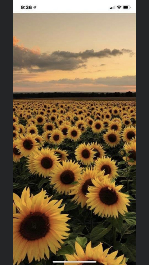 Video leaks wolffpack