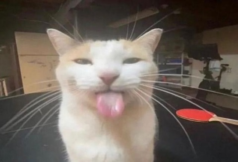 Video leaks xophoebexox