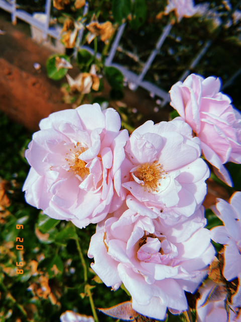 Video leaks xoxkarmaxox